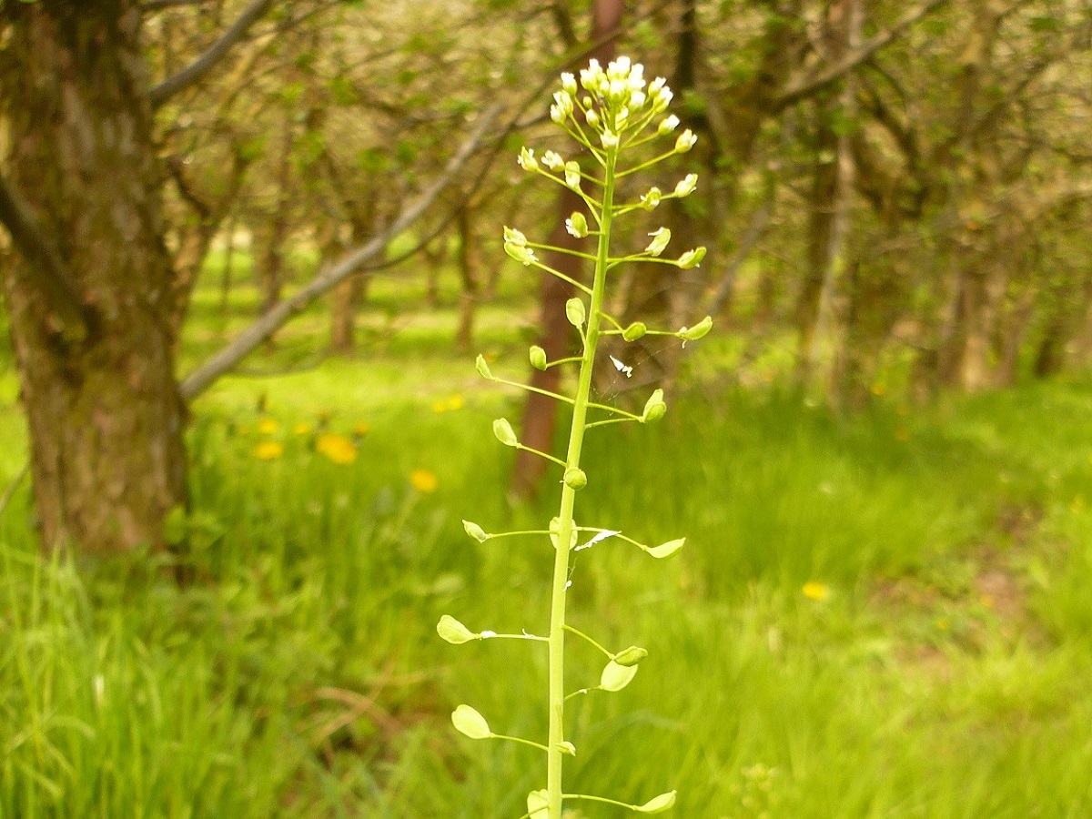 Thlaspi alliaceum (Brassicaceae)